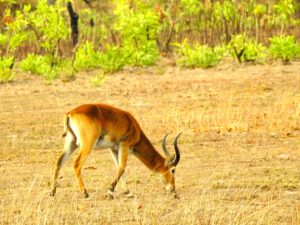 Cobbe de Buffon Pendjari