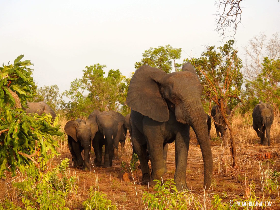 Elephant Pendjari