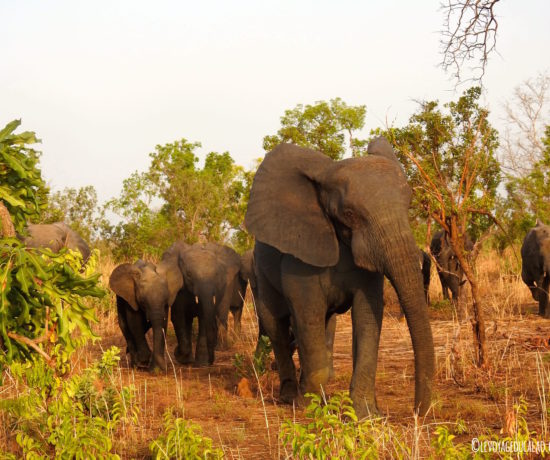 Elephant Pendjari