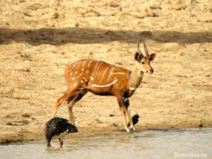 Guib harnaché Pendjari