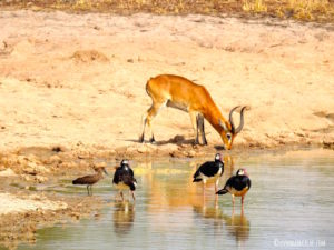 Cobe de Buffon Pendjari