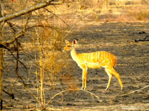 Guib harnaché Pendjari