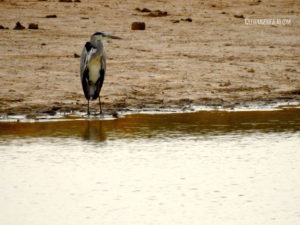 Héron cendré Pendjari