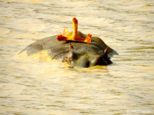 Hippo Tortue Pendjari