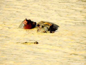 Hippo et son petit Pendjari