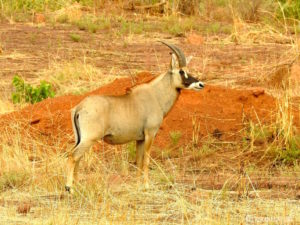 Hippotrague Pendjari