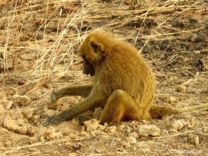 Babouin Pendjari