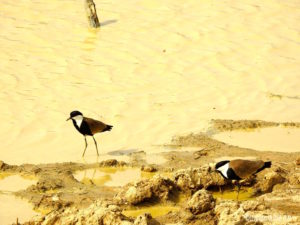 Petits oiseaux Pendjari